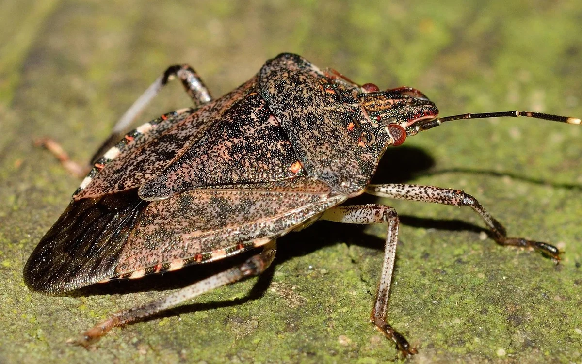Quels insectes piquent la nuit : 7 nuisibles à identifier en 2026