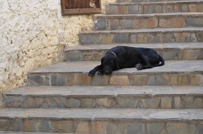 Quel est le prix moyen d'un monte-escalier Stannah en 2026 ? Découvrez-le ici !